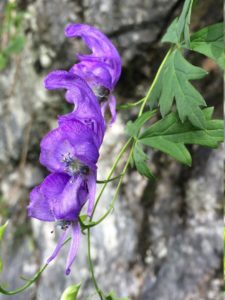 blauer Sturmhut vor Felsen am Königssee