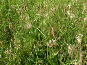Rasen mit Spitzwegerichpflanzen während der Blüte