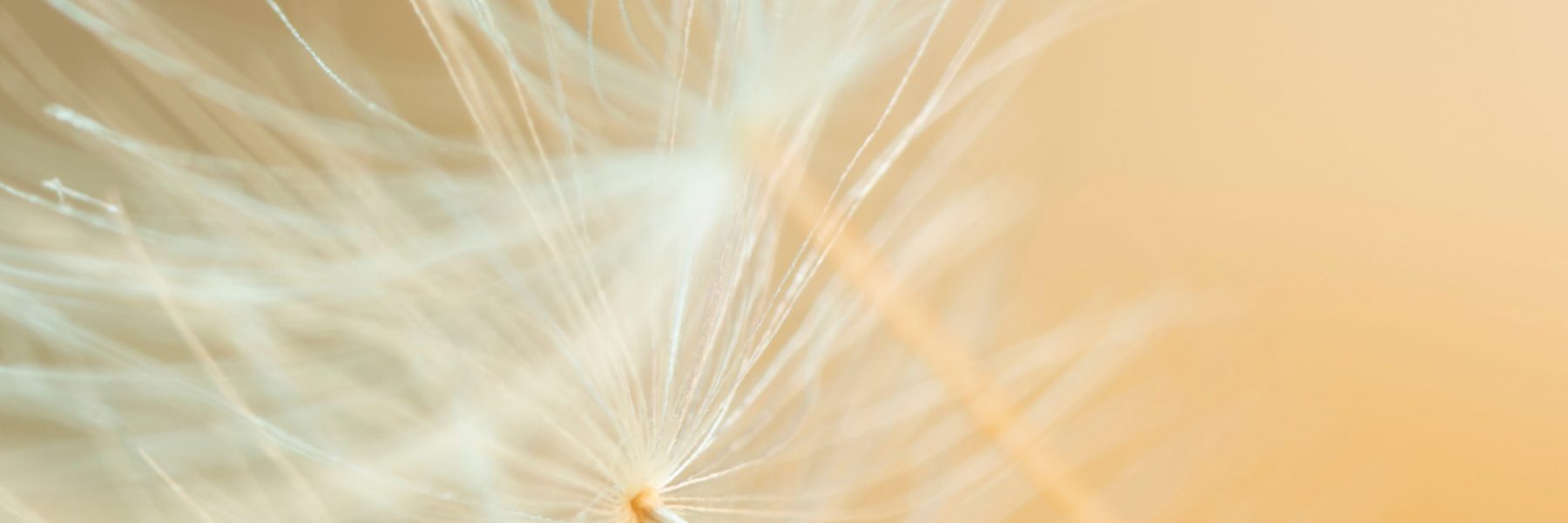 Wunderschöne Detailaufnahme einer Pusteblume