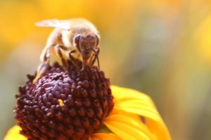 Biene sucht Nektar auf einer gelben Sonnenhutblüte