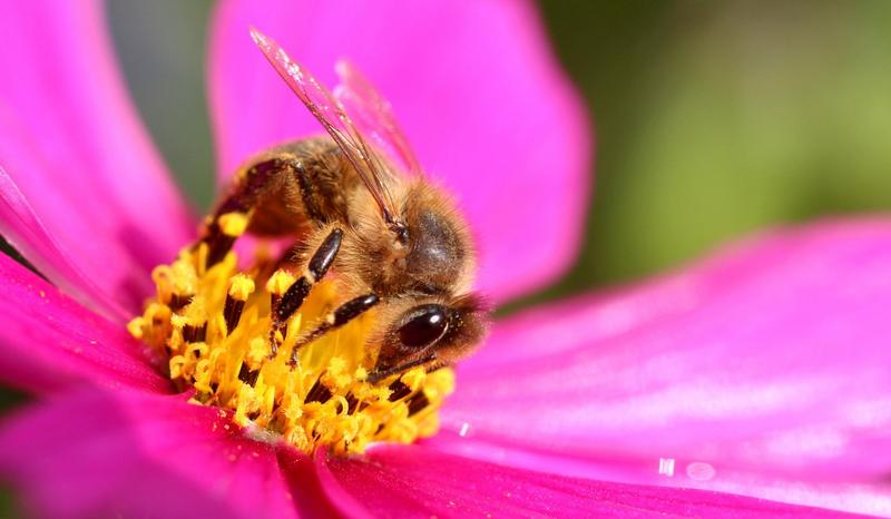 Tipps bei Insektenstichen