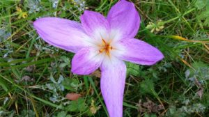 Wiese mit Blüte von Colchicum