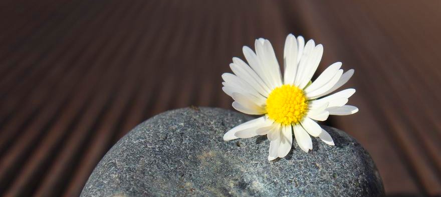 Blüte des Gänseblümchchens liegt auf grauem Stein vor dunklem Hintergrund
