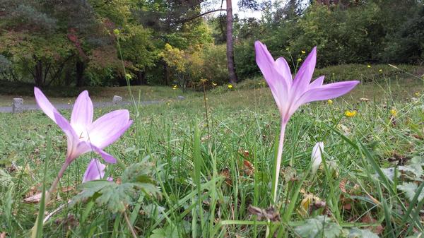 Colchicumblüte Herbstwiese