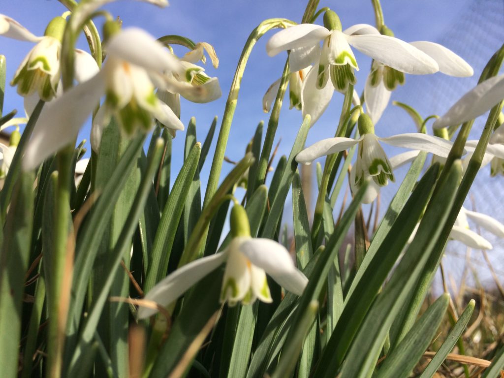 Nahaufnahme mehrerer Schneeglöckchen in der Blüte von unten gegen den blauen Himmel