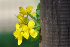 gelb leuchtendes Schöllkraut schaut hinter einem braunen Holzzaun hervor